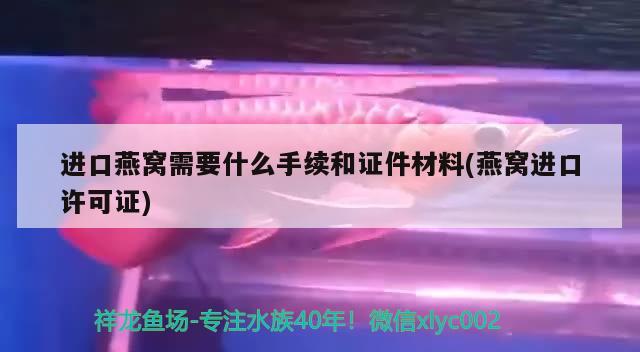 進口燕窩需要什么手續(xù)和證件材料(燕窩進口許可證)