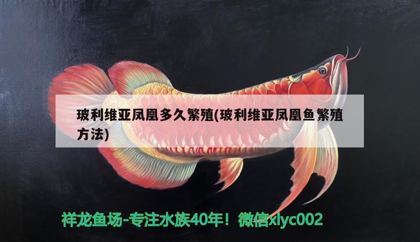 玻利維亞鳳凰多久繁殖(玻利維亞鳳凰魚繁殖方法)