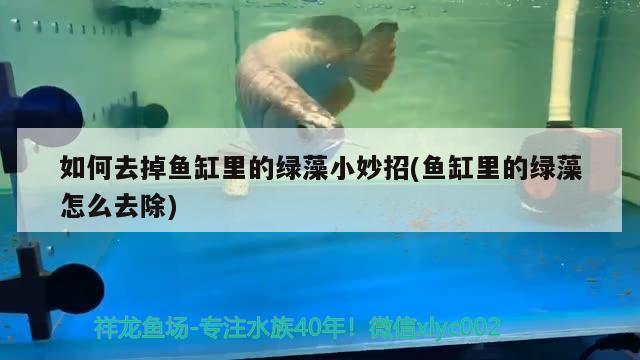 如何去掉魚缸里的綠藻小妙招(魚缸里的綠藻怎么去除) 潛水泵