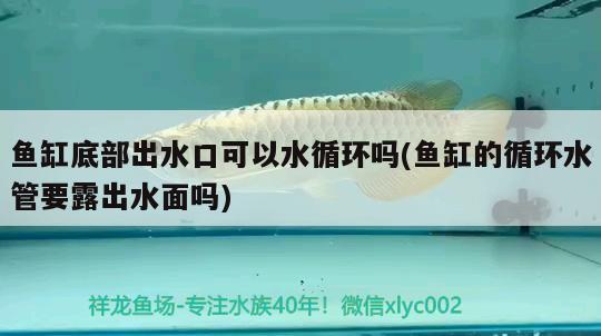 魚(yú)缸底部出水口可以水循環(huán)嗎(魚(yú)缸的循環(huán)水管要露出水面嗎) 黃金斑馬魚(yú)