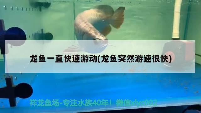 龍魚一直快速游動(龍魚突然游速很快)