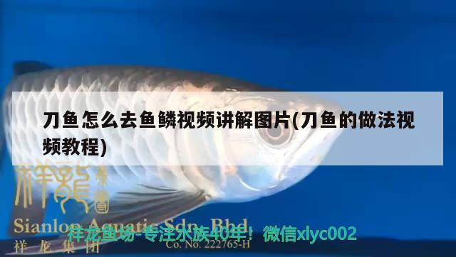 刀魚(yú)怎么去魚(yú)鱗視頻講解圖片(刀魚(yú)的做法視頻教程) 七紋巨鯉魚(yú)