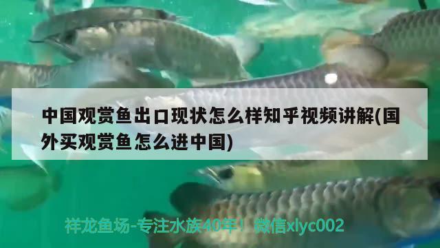 中國觀賞魚出口現(xiàn)狀怎么樣知乎視頻講解(國外買觀賞魚怎么進(jìn)中國) 觀賞魚進(jìn)出口