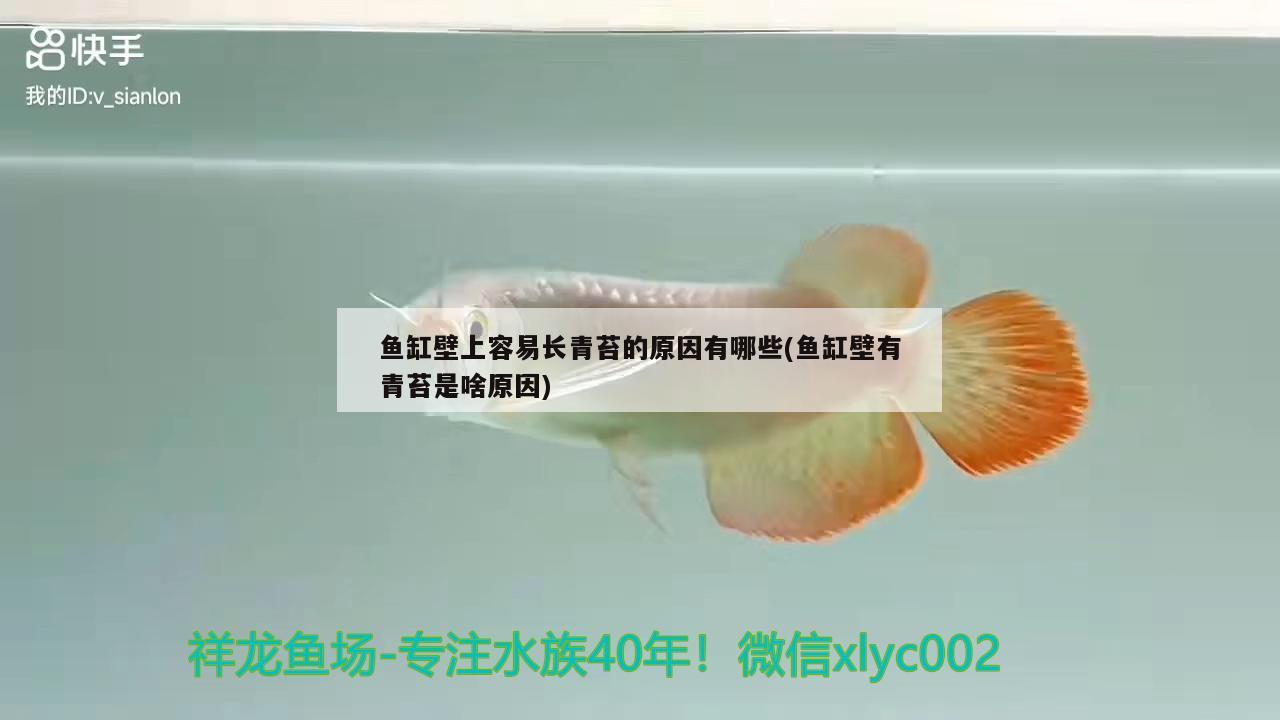 魚缸壁上容易長青苔的原因有哪些(魚缸壁有青苔是啥原因) 黑白雙星魚