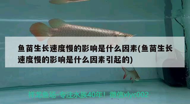 魚(yú)苗生長(zhǎng)速度慢的影響是什么因素(魚(yú)苗生長(zhǎng)速度慢的影響是什么因素引起的) 鴨嘴鯊魚(yú)