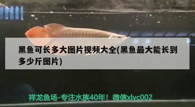 黑魚可長多大圖片視頻大全(黑魚最大能長到多少斤圖片) 水溫計