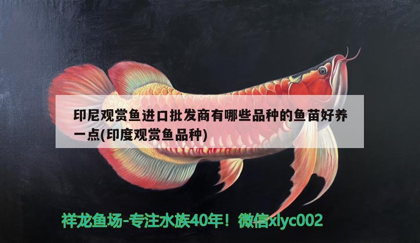 印尼觀賞魚進(jìn)口批發(fā)商有哪些品種的魚苗好養(yǎng)一點(diǎn)(印度觀賞魚品種)