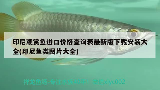 印尼觀賞魚進(jìn)口價(jià)格查詢表最新版下載安裝大全(印尼魚類圖片大全) 觀賞魚進(jìn)出口