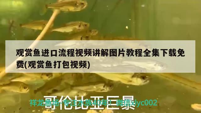 觀賞魚進口流程視頻講解圖片教程全集下載免費(觀賞魚打包視頻) 觀賞魚進出口