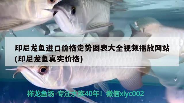 印尼龍魚進(jìn)口價格走勢圖表大全視頻播放網(wǎng)站(印尼龍魚真實價格)