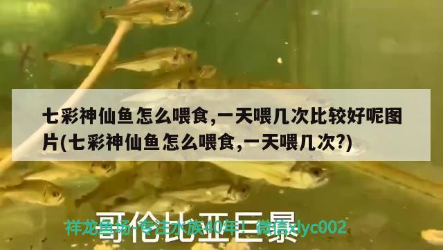 七彩神仙魚怎么喂食,一天喂幾次比較好呢圖片(七彩神仙魚怎么喂食,一天喂幾次？)