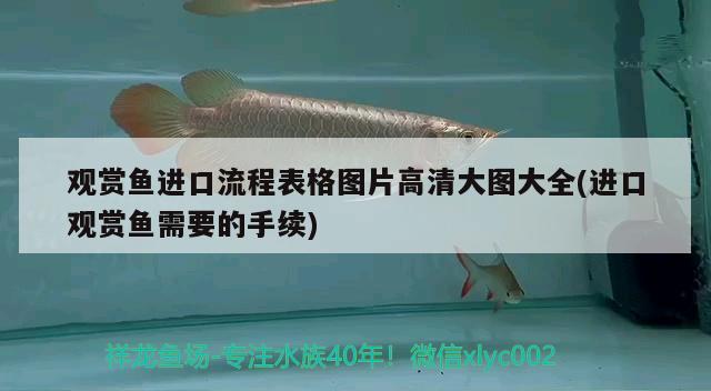 觀賞魚進(jìn)口流程表格圖片高清大圖大全(進(jìn)口觀賞魚需要的手續(xù)) 觀賞魚進(jìn)出口