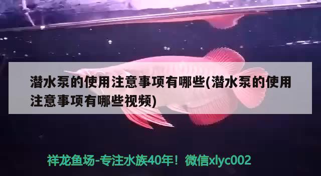 潛水泵的使用注意事項(xiàng)有哪些(潛水泵的使用注意事項(xiàng)有哪些視頻) 黃金夢(mèng)幻雷龍魚