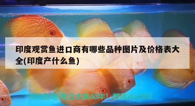 印度觀賞魚進口商有哪些品種圖片及價格表大全(印度產(chǎn)什么魚) 觀賞魚進出口