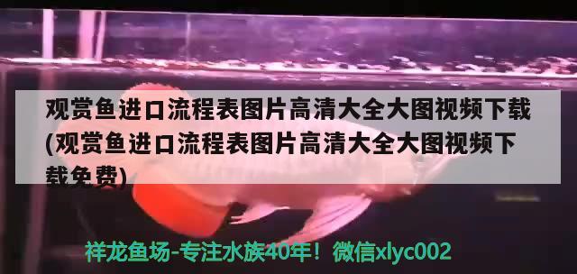 觀賞魚進口流程表圖片高清大全大圖視頻下載(觀賞魚進口流程表圖片高清大全大圖視頻下載免費)