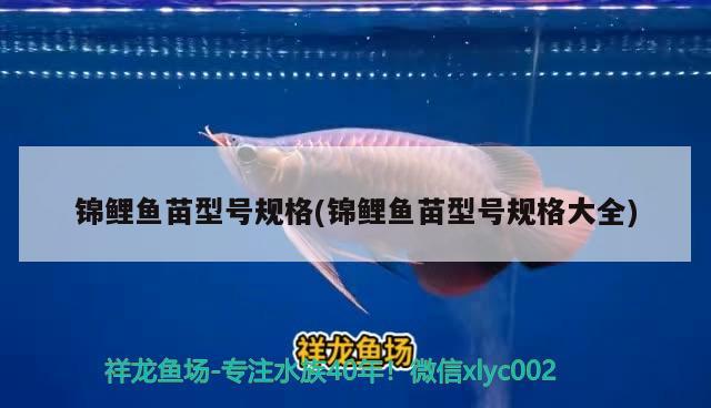 錦鯉魚苗型號規(guī)格(錦鯉魚苗型號規(guī)格大全) 黃金貓魚