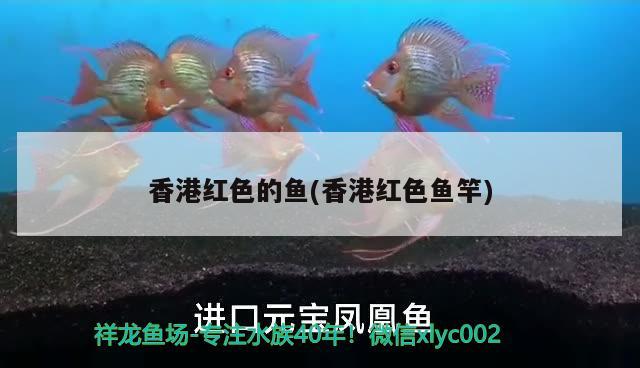 香港紅色的魚(香港紅色魚竿) 垂釣樂園