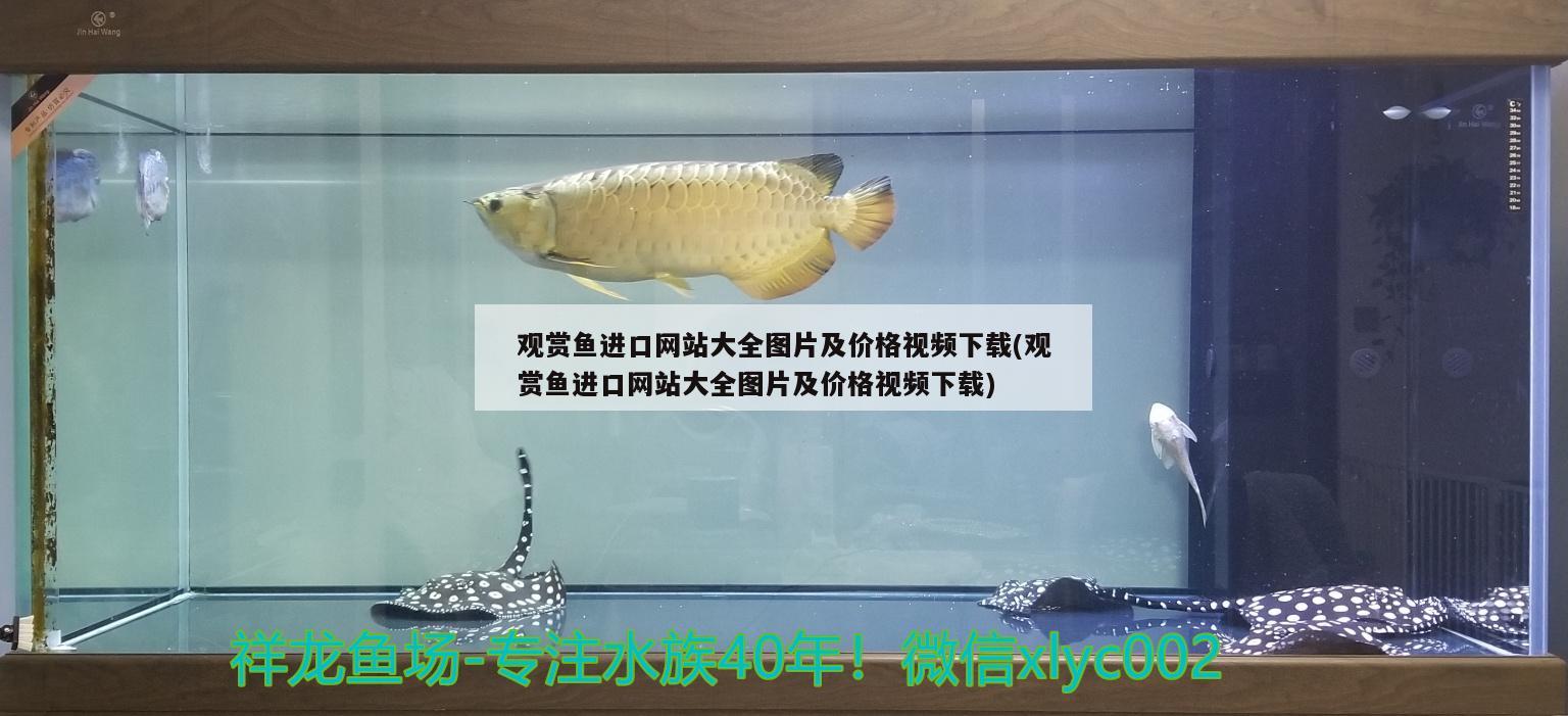 觀賞魚進(jìn)口網(wǎng)站大全圖片及價格視頻下載(觀賞魚進(jìn)口網(wǎng)站大全圖片及價格視頻下載) 觀賞魚進(jìn)出口