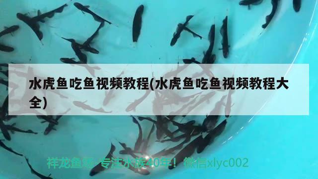 水虎魚吃魚視頻教程(水虎魚吃魚視頻教程大全) 食人魚（水虎）