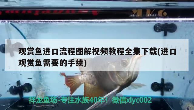 觀賞魚進口流程圖解視頻教程全集下載(進口觀賞魚需要的手續(xù)) 觀賞魚進出口