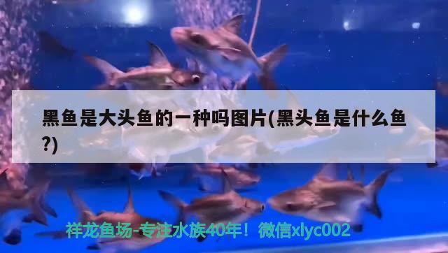 黑魚是大頭魚的一種嗎圖片(黑頭魚是什么魚？) 泰國斗魚