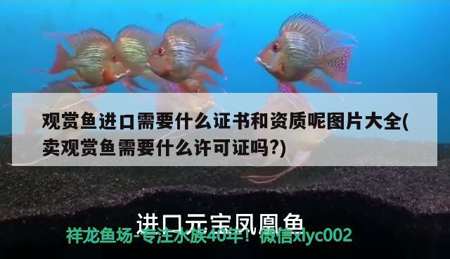 觀賞魚進(jìn)口需要什么證書和資質(zhì)呢圖片大全(賣觀賞魚需要什么許可證嗎?)