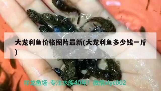 大龍利魚價格圖片最新(大龍利魚多少錢一斤)