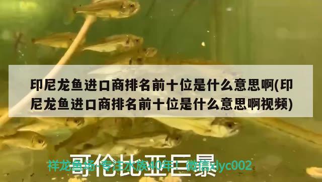 印尼龍魚(yú)進(jìn)口商排名前十位是什么意思啊(印尼龍魚(yú)進(jìn)口商排名前十位是什么意思啊視頻)