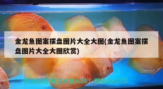 金龍魚圖案擺盤圖片大全大圖(金龍魚圖案擺盤圖片大全大圖欣賞) 招財戰(zhàn)船魚 第2張