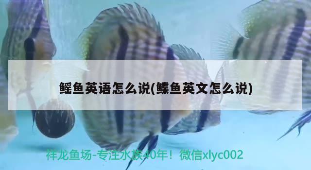 鰩魚英語怎么說(鰈魚英文怎么說) 紅魔王銀版魚