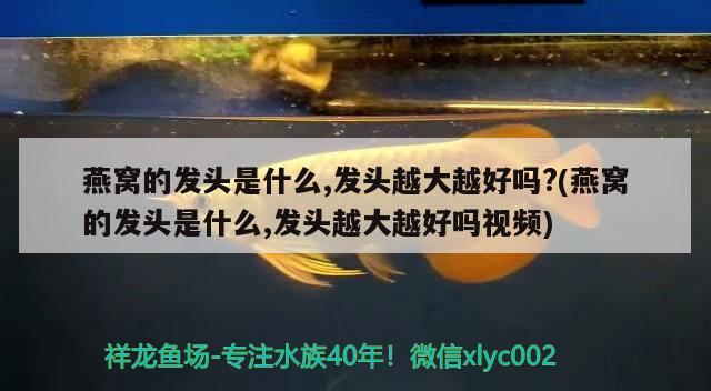 燕窩的發(fā)頭是什么,發(fā)頭越大越好嗎?(燕窩的發(fā)頭是什么,發(fā)頭越大越好嗎視頻)