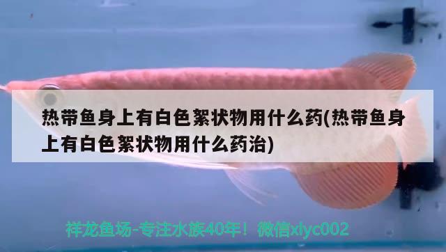 熱帶魚(yú)身上有白色絮狀物用什么藥(熱帶魚(yú)身上有白色絮狀物用什么藥治) 硝化細(xì)菌