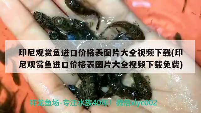 印尼觀賞魚進(jìn)口價格表圖片大全視頻下載(印尼觀賞魚進(jìn)口價格表圖片大全視頻下載免費)