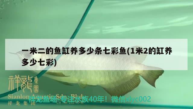 一米二的魚(yú)缸養(yǎng)多少條七彩魚(yú)(1米2的缸養(yǎng)多少七彩) 祥龍藍(lán)珀金龍魚(yú)