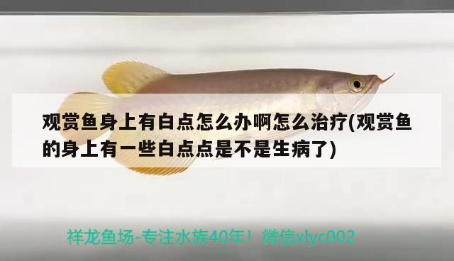 觀賞魚(yú)身上有白點(diǎn)怎么辦啊怎么治療(觀賞魚(yú)的身上有一些白點(diǎn)點(diǎn)是不是生病了) 祥龍進(jìn)口元寶鳳凰魚(yú)