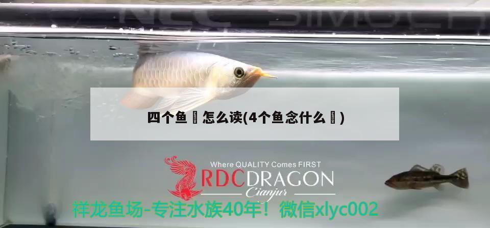 四個魚鱻怎么讀(4個魚念什么鱻) 黑桃A魚