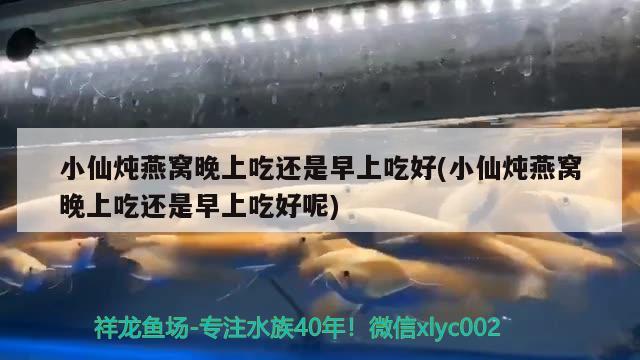 小仙燉燕窩晚上吃還是早上吃好(小仙燉燕窩晚上吃還是早上吃好呢) 馬來西亞燕窩