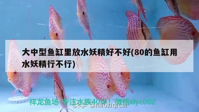 大中型魚缸里放水妖精好不好(80的魚缸用水妖精行不行)