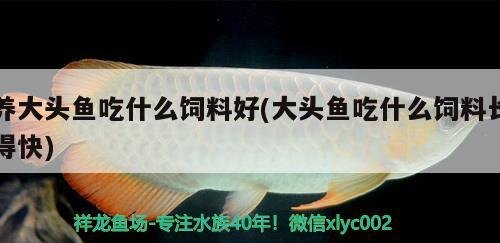 養(yǎng)大頭魚吃什么飼料好(大頭魚吃什么飼料長得快) 哥倫比亞巨暴魚苗