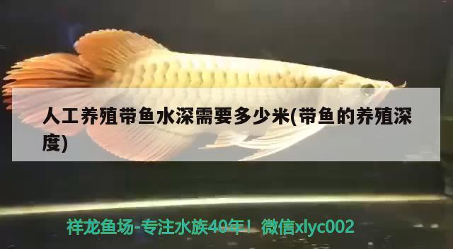 人工養(yǎng)殖帶魚水深需要多少米(帶魚的養(yǎng)殖深度) 過背金龍魚