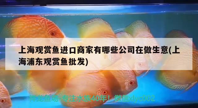 上海觀賞魚(yú)進(jìn)口商家有哪些公司在做生意(上海浦東觀賞魚(yú)批發(fā))