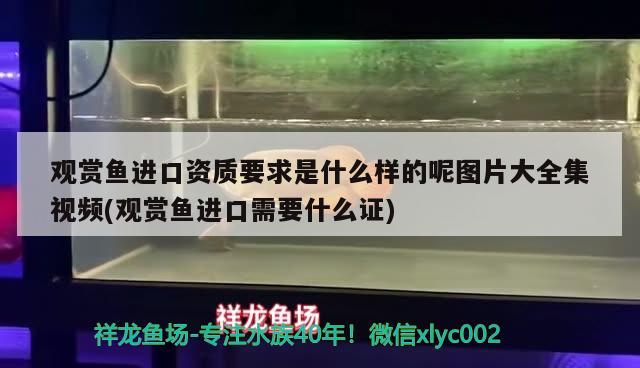 觀賞魚進口資質(zhì)要求是什么樣的呢圖片大全集視頻(觀賞魚進口需要什么證) 觀賞魚進出口