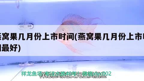 燕窩果幾月份上市時(shí)間(燕窩果幾月份上市時(shí)間最好) 馬來西亞燕窩 第1張