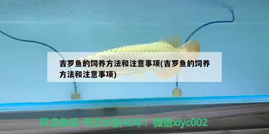 吉羅魚的飼養(yǎng)方法和注意事項(xiàng)(吉羅魚的飼養(yǎng)方法和注意事項(xiàng)) 超血紅龍魚