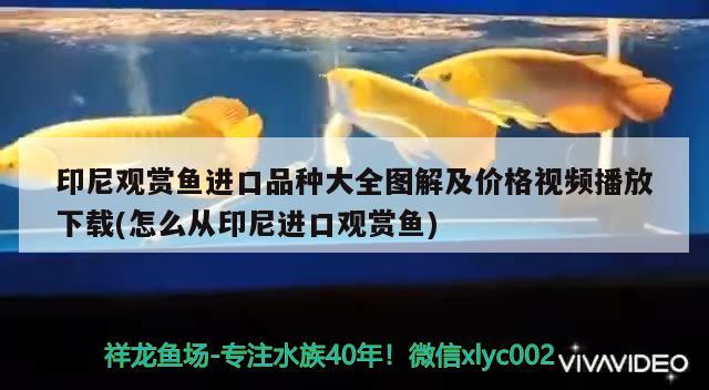 印尼觀賞魚進口品種大全圖解及價格視頻播放下載(怎么從印尼進口觀賞魚)