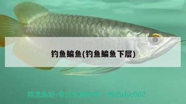 釣魚鳊魚(釣魚鳊魚下層)