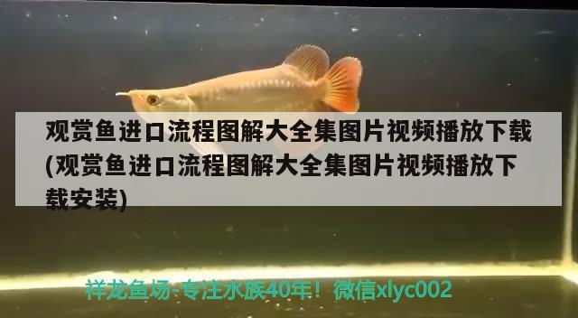 觀賞魚進口流程圖解大全集圖片視頻播放下載(觀賞魚進口流程圖解大全集圖片視頻播放下載安裝)