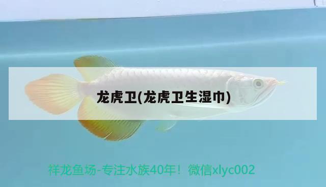 龍虎衛(wèi)(龍虎衛(wèi)生濕巾) 銀古魚苗 第2張