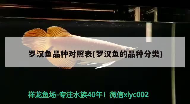 羅漢魚品種對(duì)照表(羅漢魚的品種分類) 羅漢魚