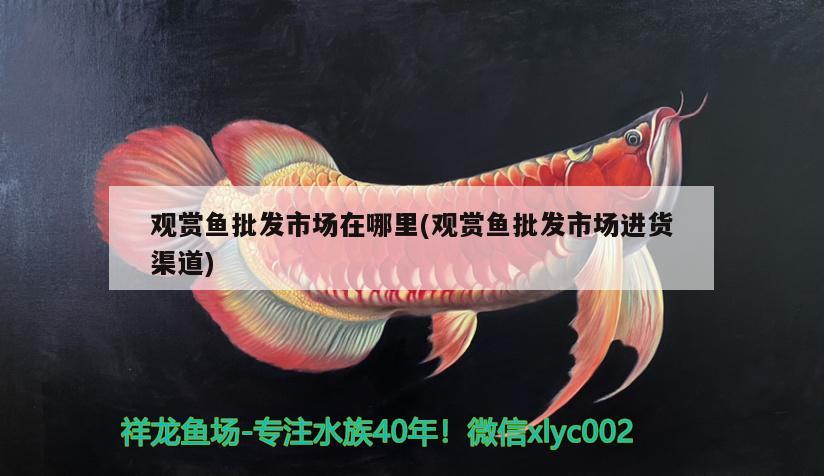 觀賞魚批發(fā)市場在哪里(觀賞魚批發(fā)市場進(jìn)貨渠道)